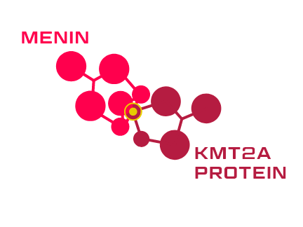 Menin-KMT2A Interactions